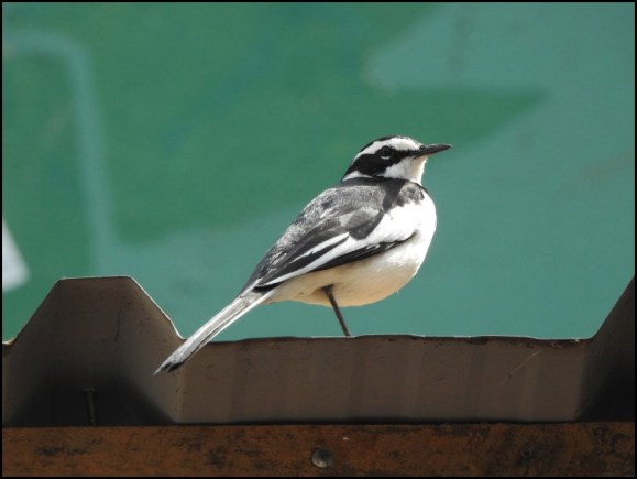 African Pied Wagtail