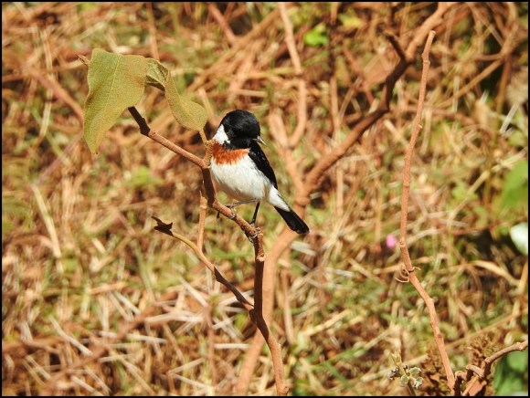 African Stonechat