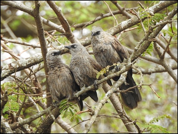 Arrow-marked Babblers