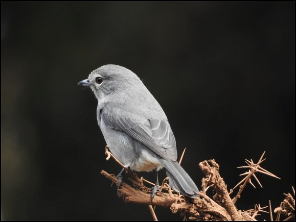 Ashy Flycatcher