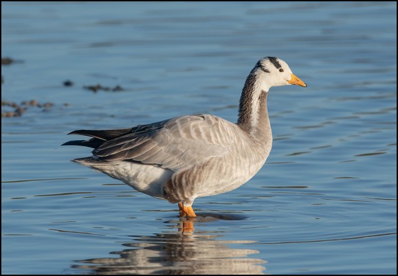 Bar-headed Goose 281119