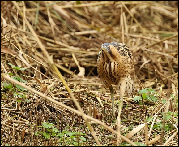 Bittern 211119