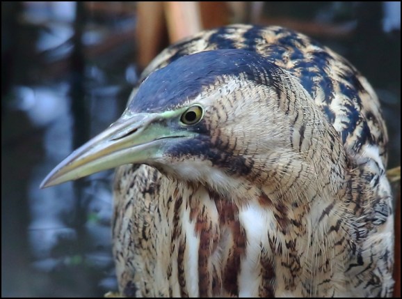 Bittern 241119 1