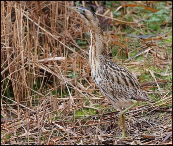 Bittern 241119 2