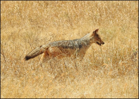 Black-backed Jackal
