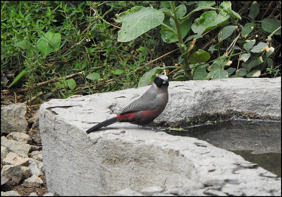 Black-faced Waxbill