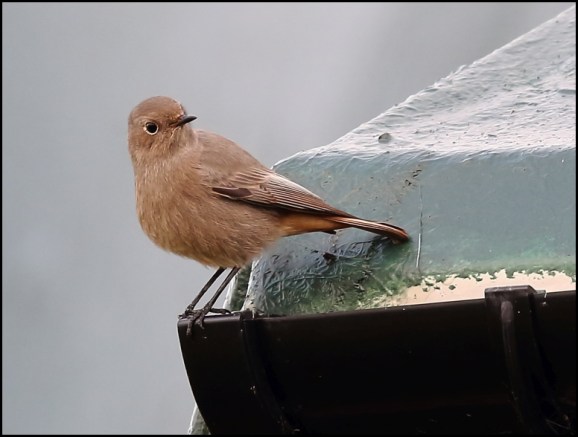 Black Redstart f 301119