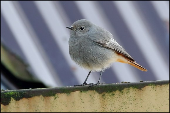 Black Redstart m 301119