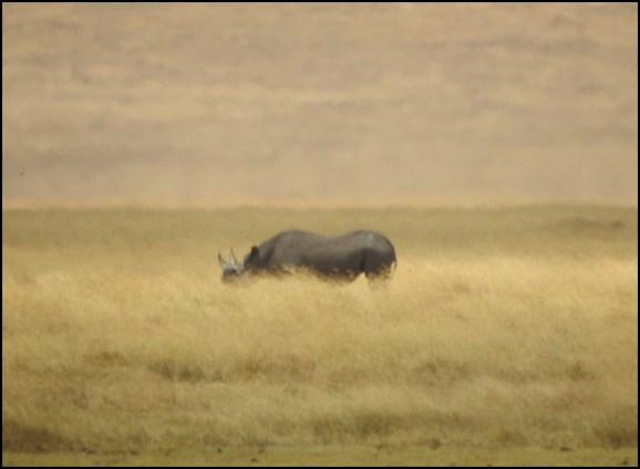 Black Rhino