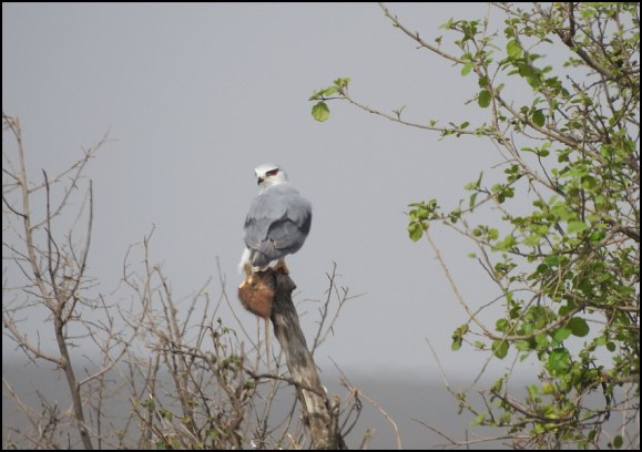 Black-winged Kite