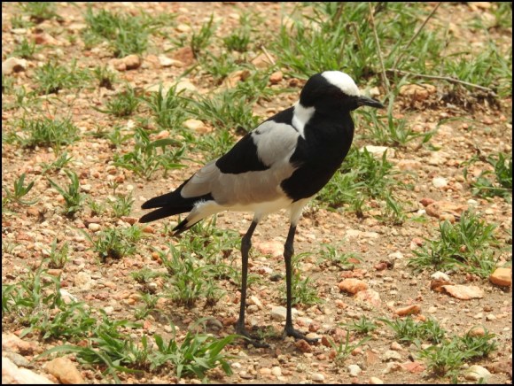 Blacksmith Plover