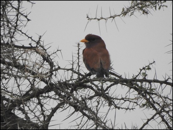 Broad-billed Roller