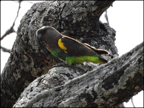 Brown Parrot