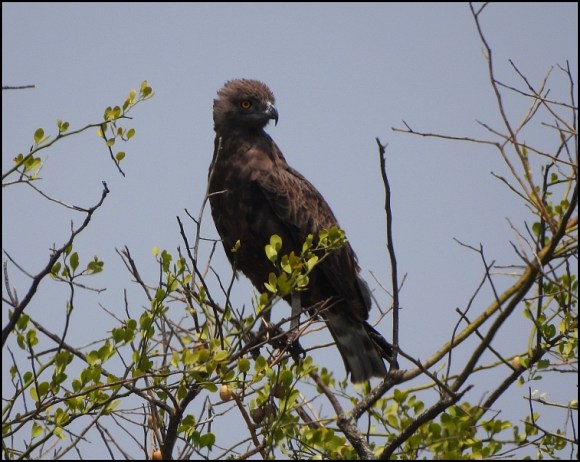 Brown Snake Eagle