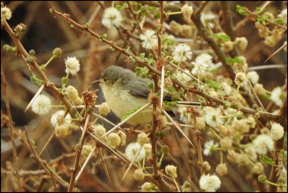 Buff-bellied Warbler