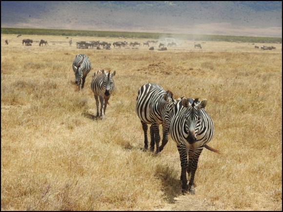 Burchell's Zebras