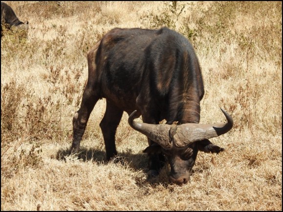 Cape Buffalo &amp; Yellow-billed Oxpecker