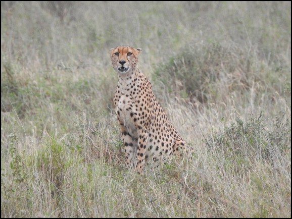 Cheetah 2