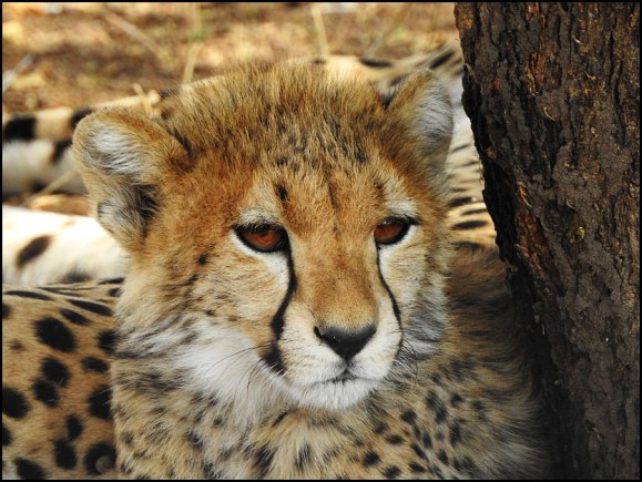 Cheetah cub