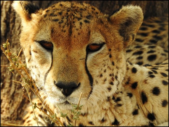 Cheetah female