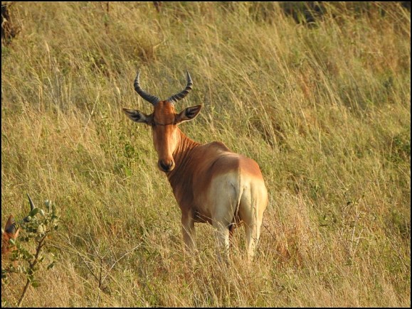 Coke's Hartebeest
