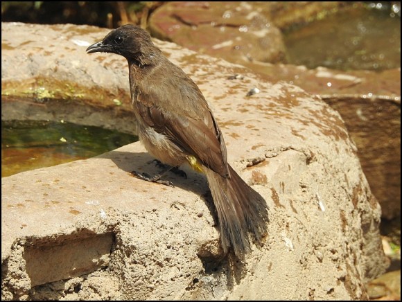 Common Bulbul