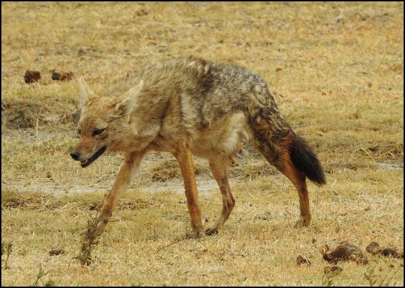 Common Jackal.jpg
