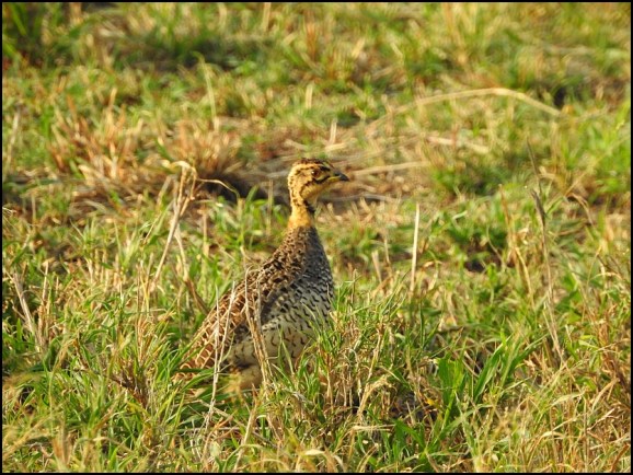 Coqui Francolin