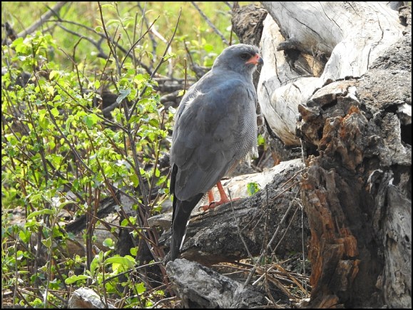 Dark Chanting Goshawk