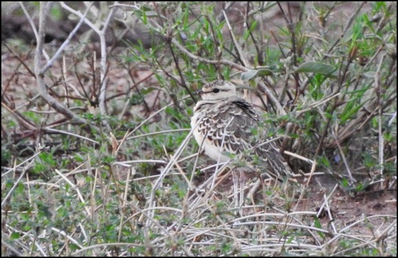 Double-banded Courser