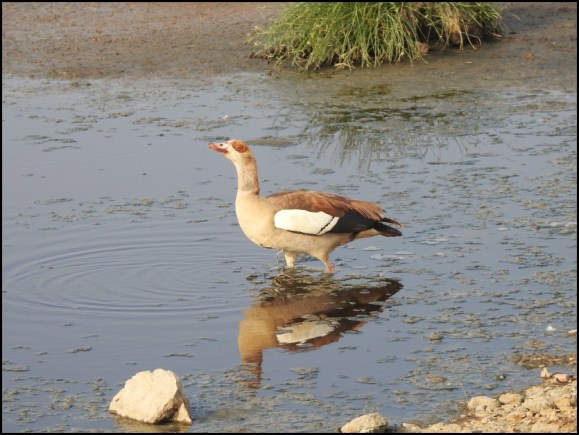 Egyptian Goose