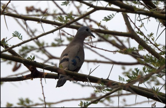 Emerald-spotted Wood Dove