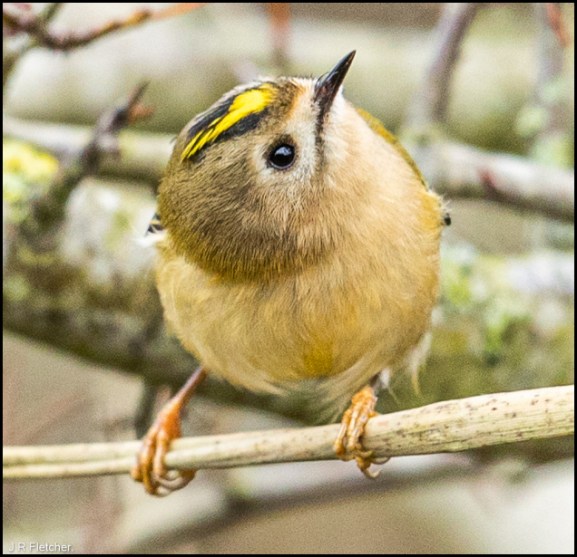 Goldcrest 281119