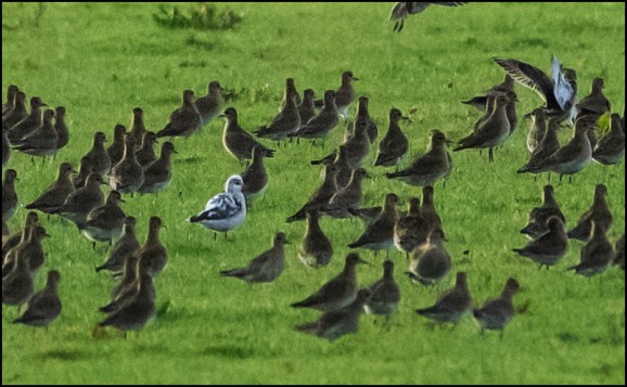 Golden Plovers 271119