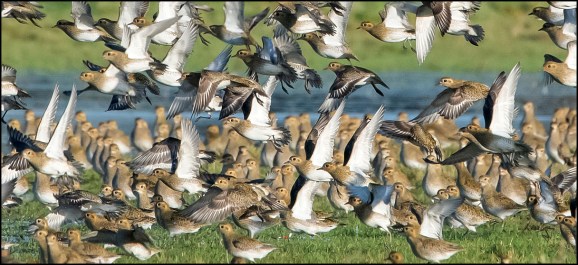 Golden Plovers 281119