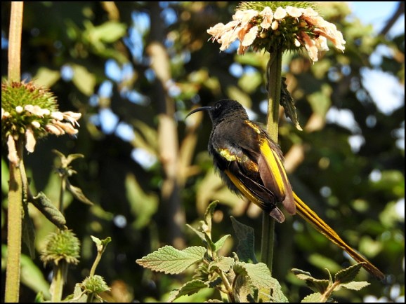 Golden-winged Sunbird