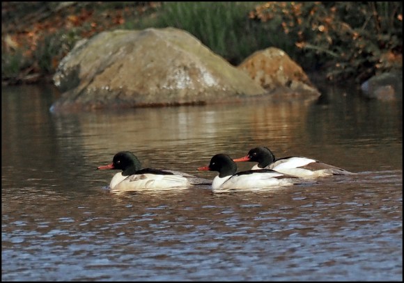 Goosanders 301119