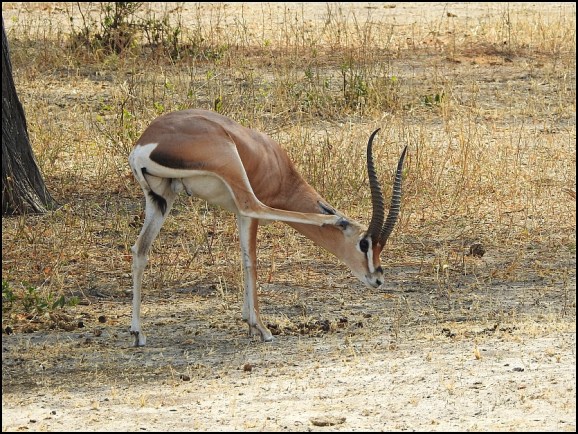 Grant's Gazelle