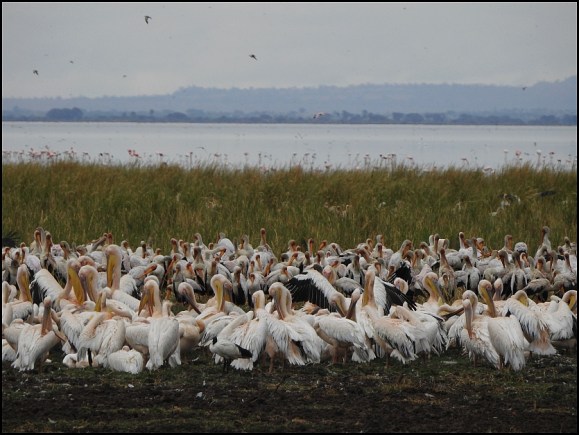 Great White Pelicans