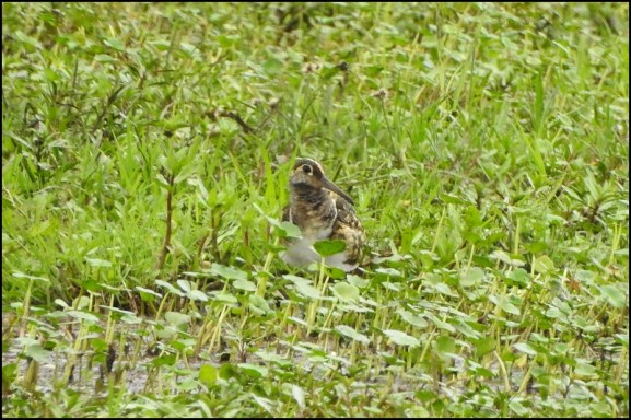Greater Painted Snipe