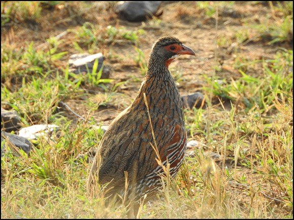 Grey-breasted Spurfowl 2