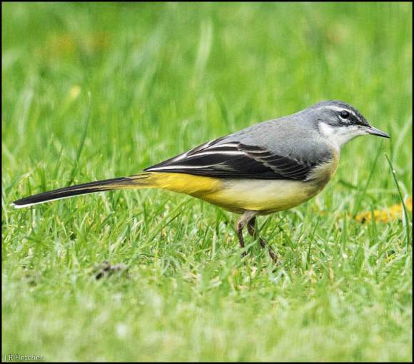 GreyWagtail 271119