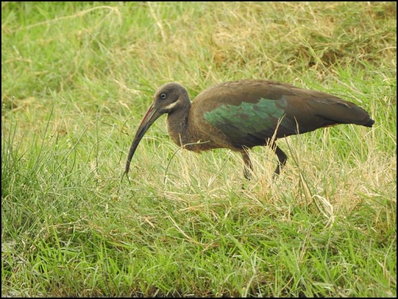 Hadada Ibis
