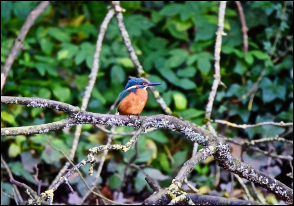 Kingfisher 131119
