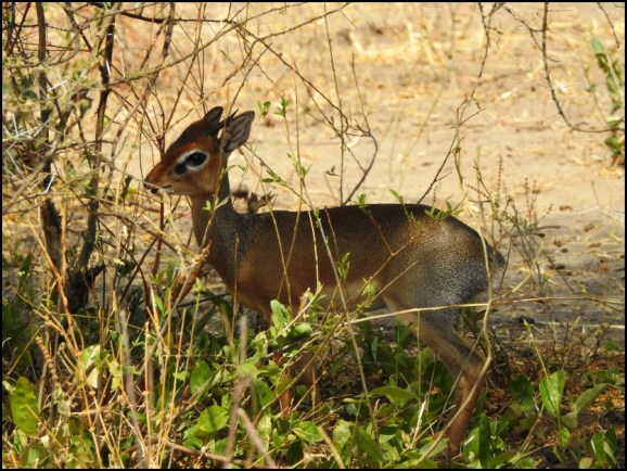 Kirk's DikDik 2