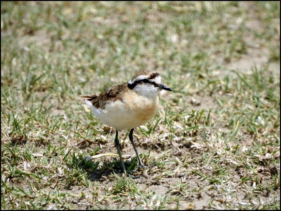 Kittlitz's Plover