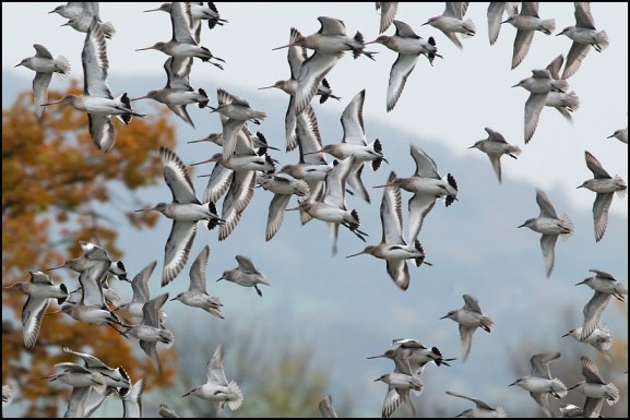 Knot &amp; Black-tailed Godwits 071119