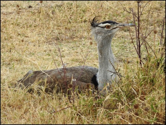 Kori Bustard 2
