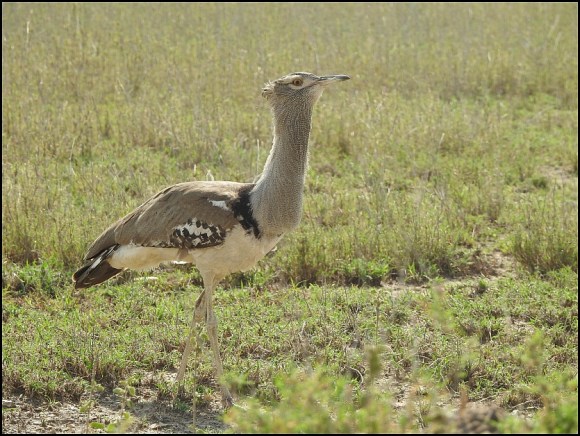 Kori Bustard