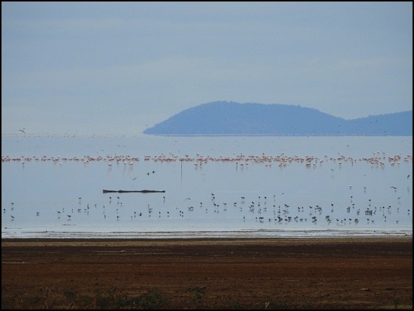 Lake Manyara 1